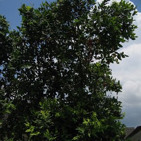 Pomarrosa de copa densa y oscura junto a una casa, contra un cielo nublado.