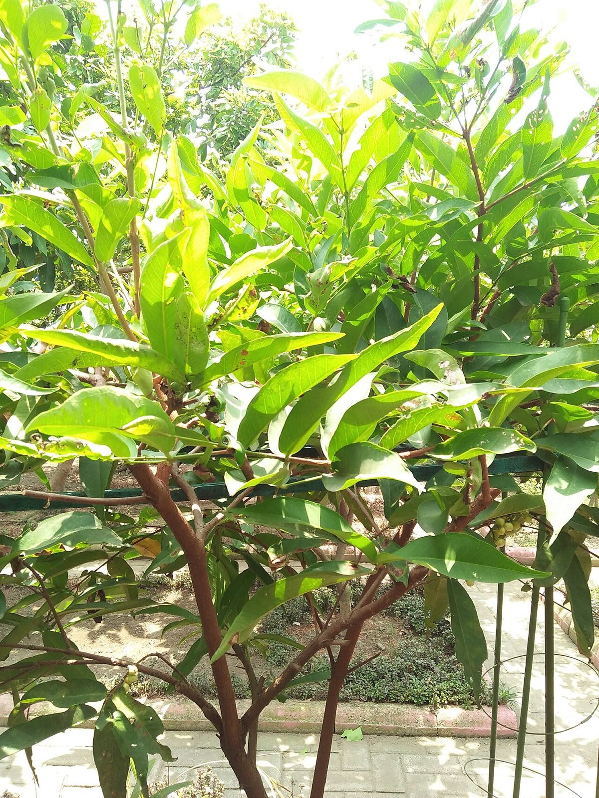 Ramas de pomarrosa con los pecíolos rojizos y las hojas nuevas y claras.