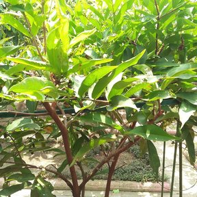 Ramas de pomarrosa con los pecíolos rojizos y las hojas nuevas y claras.