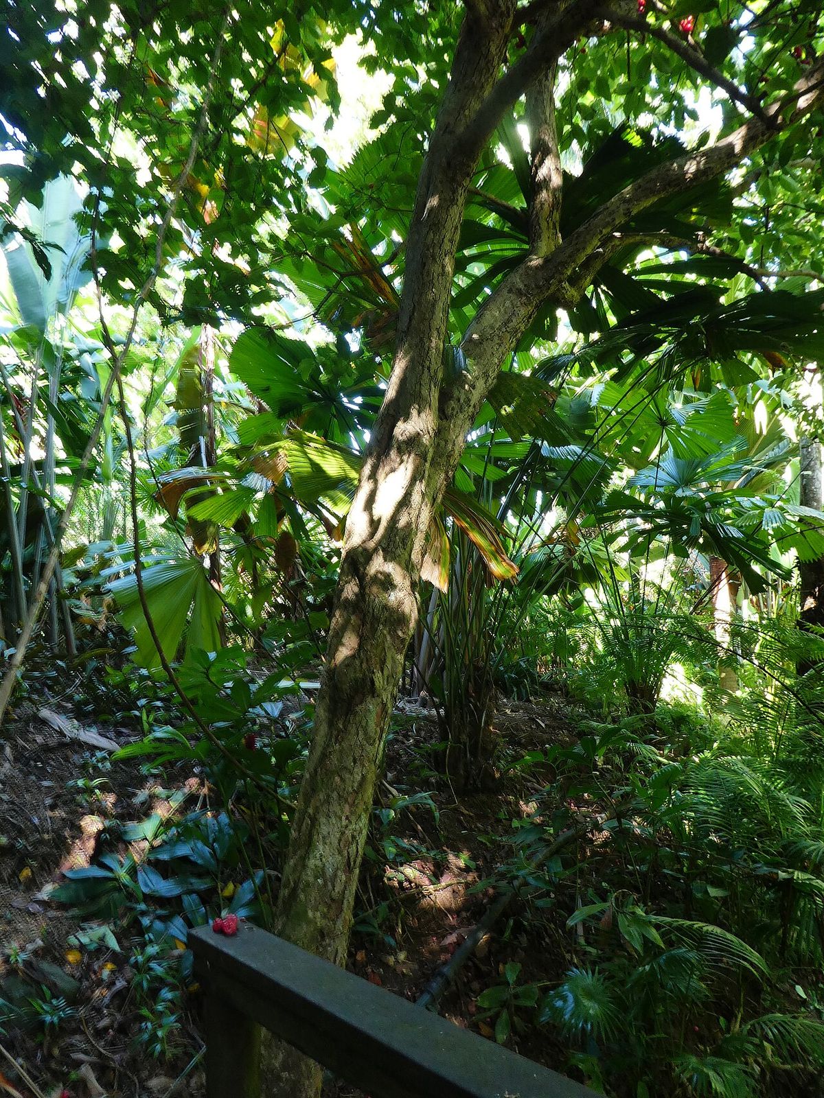 Tronco delgado de pomarrosa en un jardín sombreado, entre otras plantas.