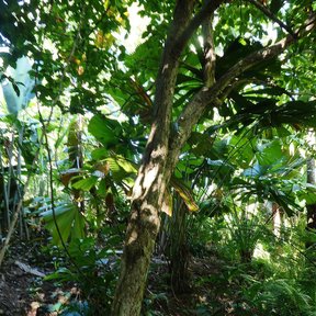 Tronco delgado de pomarrosa en un jardín sombreado, entre otras plantas.