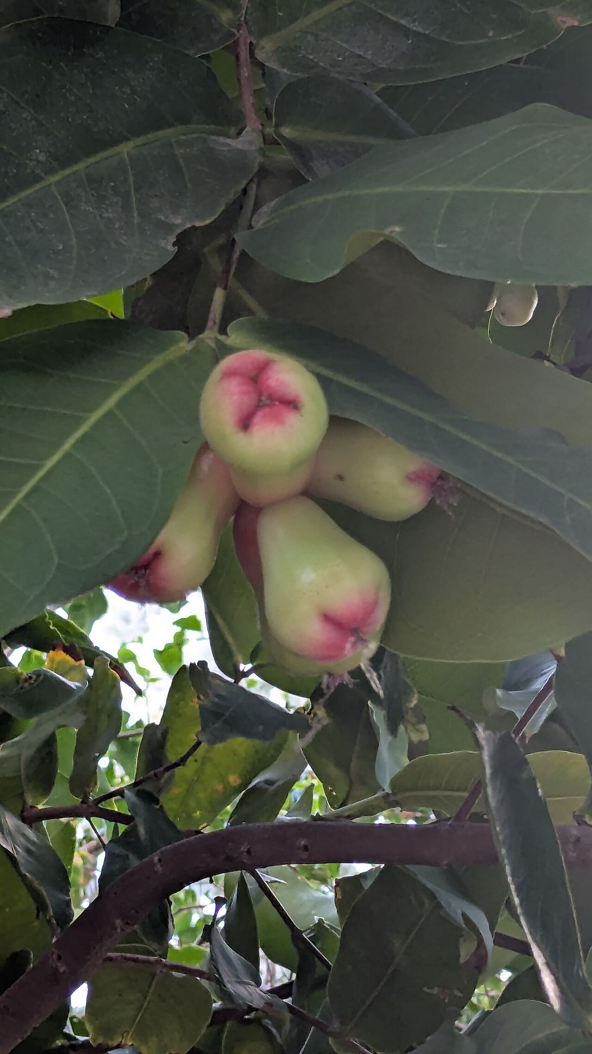 Frutos rosados de pomarrosa colgando en racimo bajo las hojas.