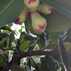 Frutos rosados de pomarrosa colgando en racimo bajo las hojas.
