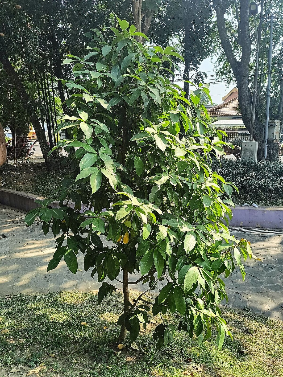 Pomarrosa joven de copa clara y ramas colgantes en el jardín de un parque.