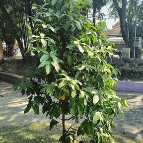 Pomarrosa joven de copa clara y ramas colgantes en el jardín de un parque.