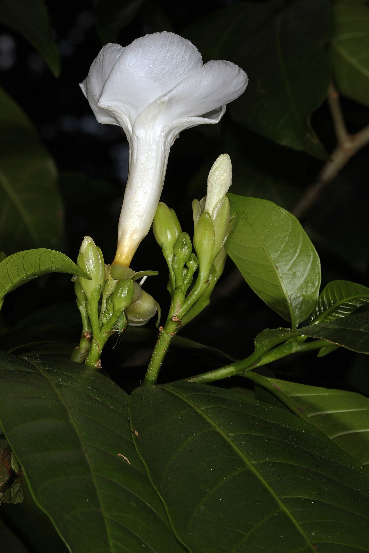 Flor blanca y tubular de lechero abierta entre hojas verde oscuro.