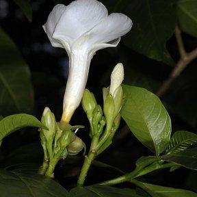 Flor blanca y tubular de lechero abierta entre hojas verde oscuro.