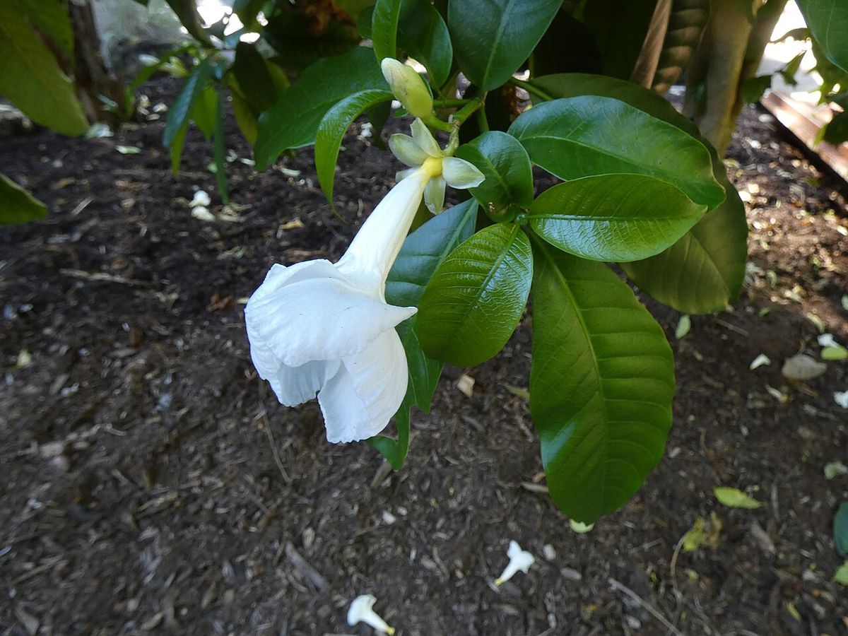 Flor de lechero colgando de la rama sobre un cantero de corteza.
