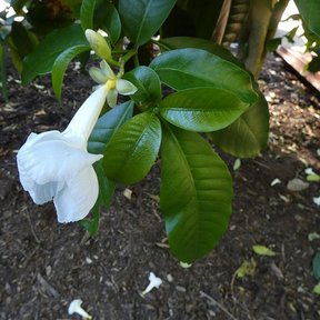 Flor de lechero colgando de la rama sobre un cantero de corteza.