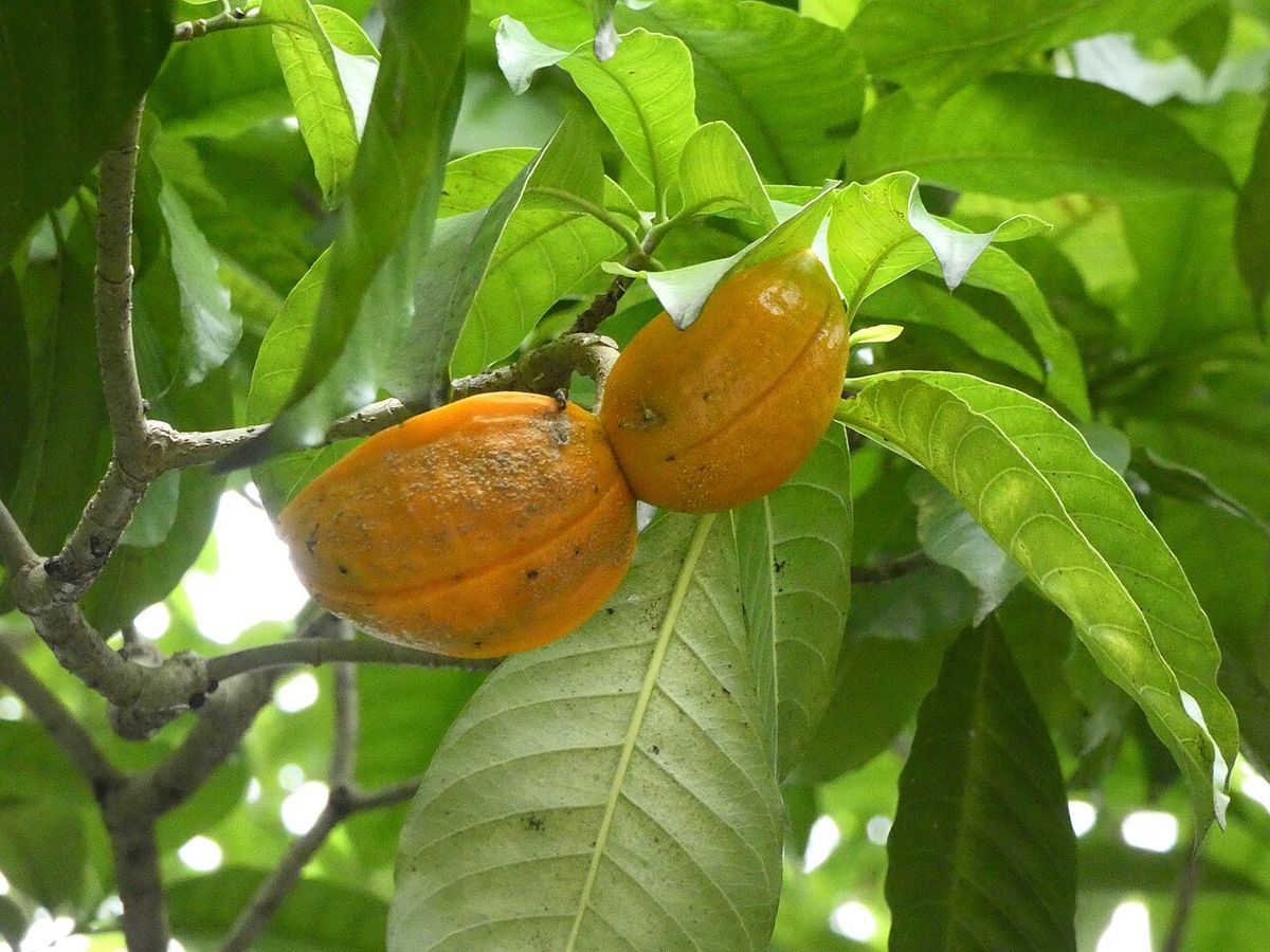 Dos frutos anaranjados de lechero colgando pareados entre las hojas.