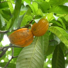 Dos frutos anaranjados de lechero colgando pareados entre las hojas.