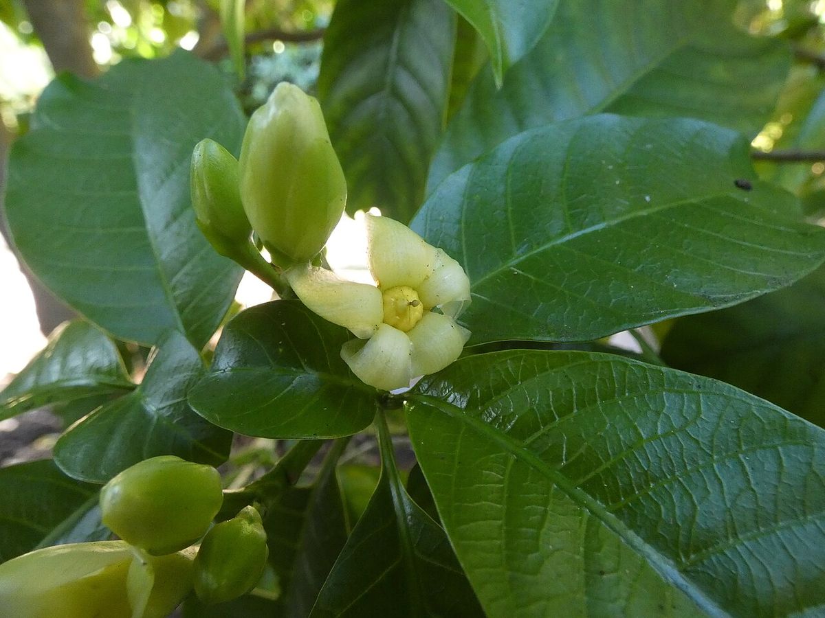 Flor blanca de lechero abierta junto a los botones y los frutos verdes.