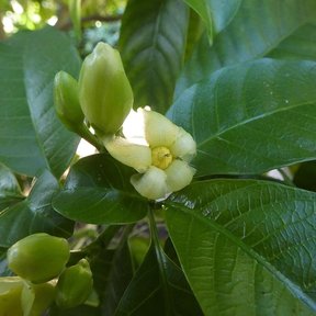 Flor blanca de lechero abierta junto a los botones y los frutos verdes.