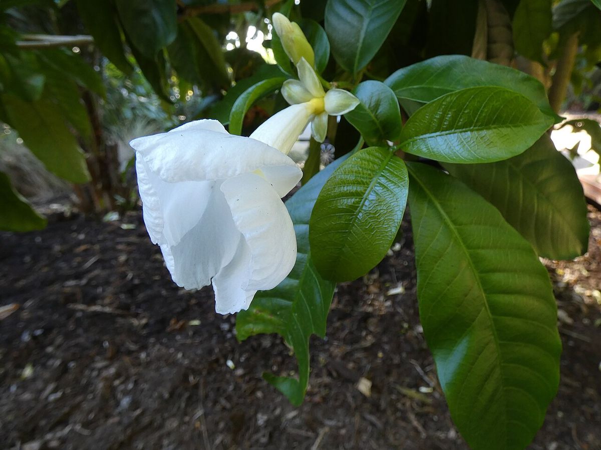 Flor de lechero de pétalos plegados abierta entre el follaje lustroso.