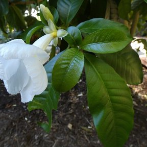 Flor de lechero de pétalos plegados abierta entre el follaje lustroso.
