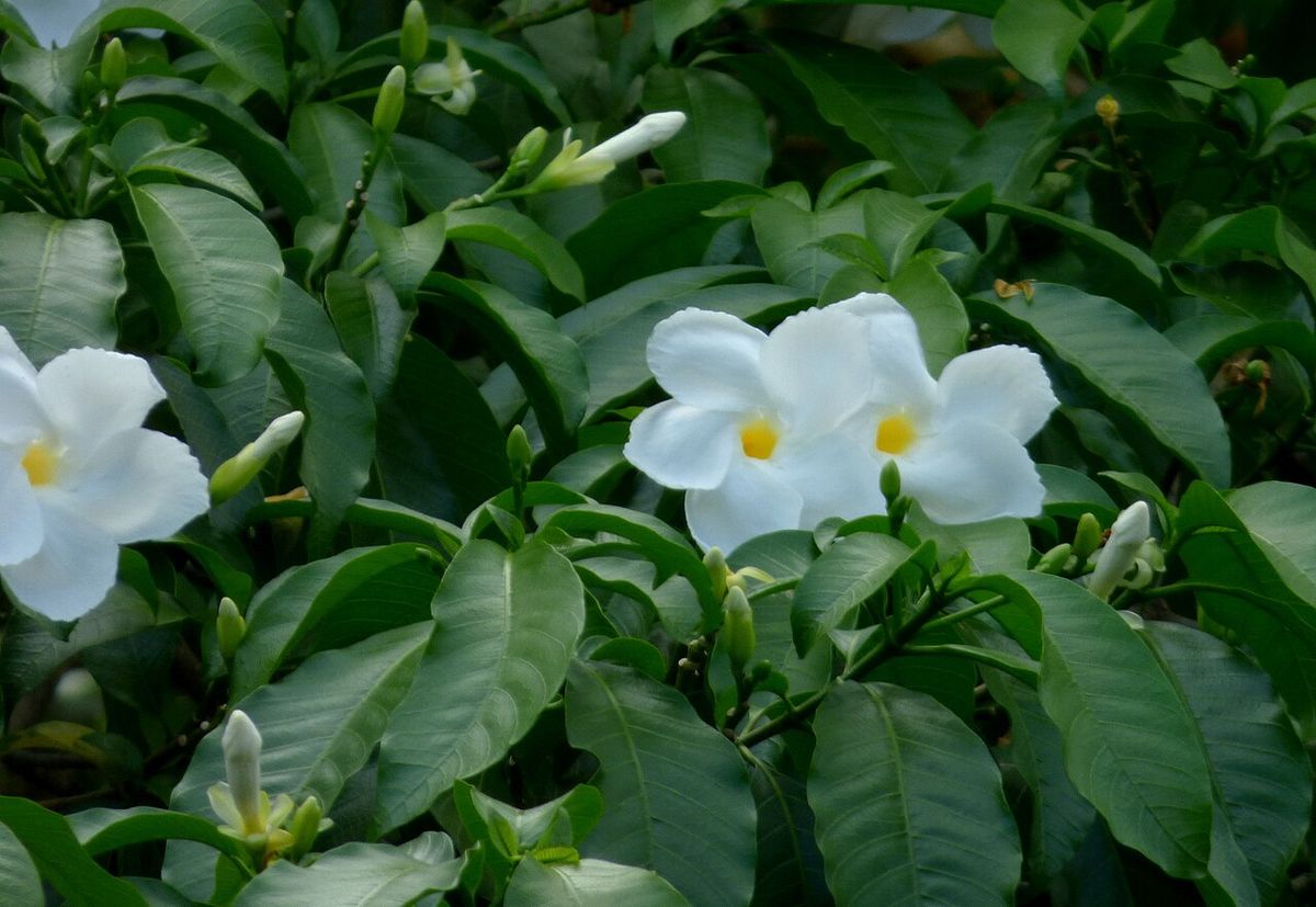 Lechero entero cubierto de flor blanca, de follaje muy denso y oscuro.