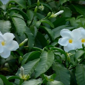 Lechero entero cubierto de flor blanca, de follaje muy denso y oscuro.