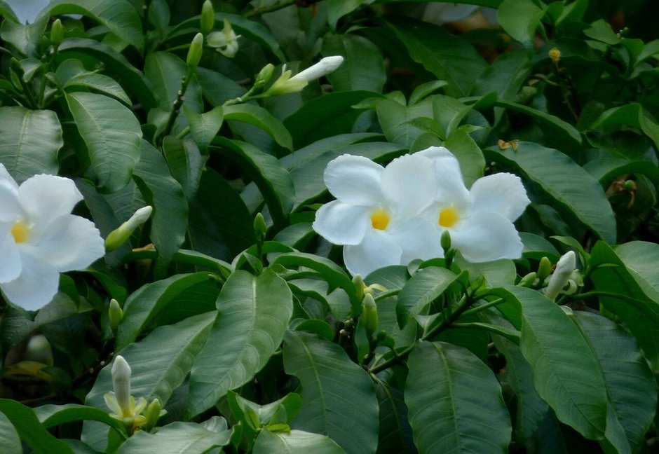 Lechero entero cubierto de flor blanca, de follaje muy denso y oscuro.