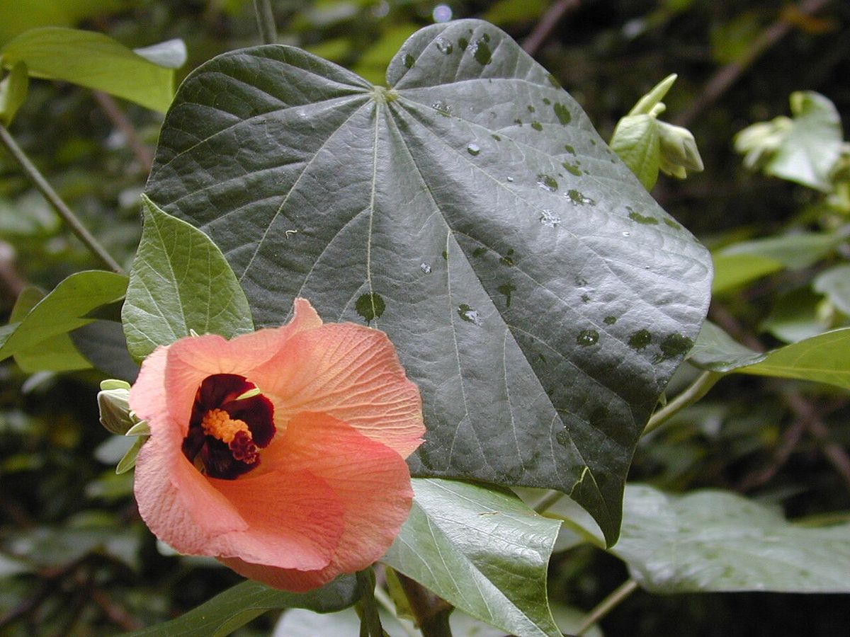Flor rosa de flor de sal abierta junto a una hoja acorazonada y grande.