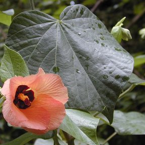 Flor rosa de flor de sal abierta junto a una hoja acorazonada y grande.
