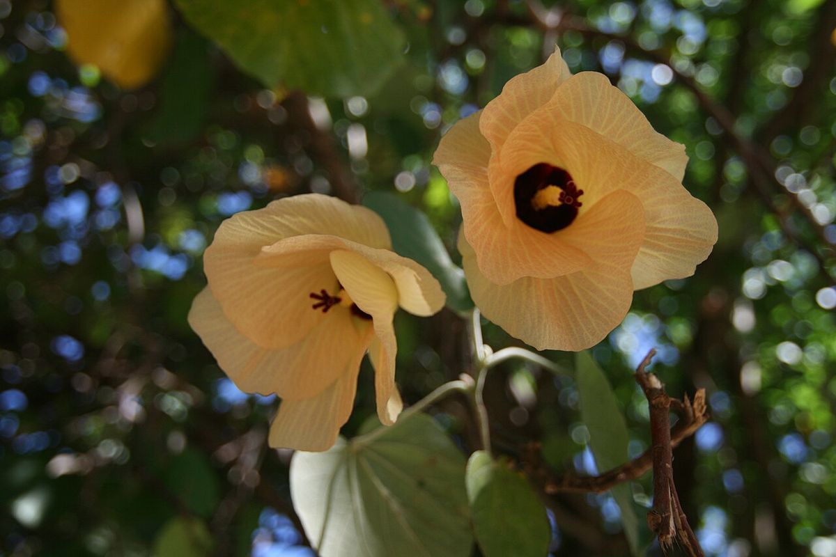 Dos flores color durazno de flor de sal abiertas entre las ramas.