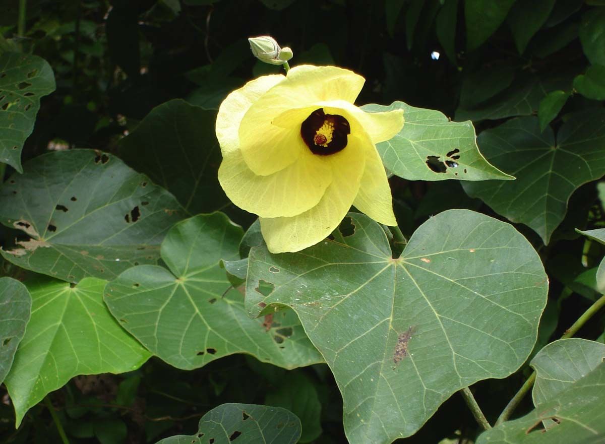 Flor amarilla de centro oscuro de flor de sal sobre hojas acorazonadas.