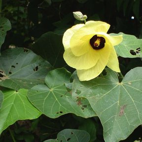 Flor amarilla de centro oscuro de flor de sal sobre hojas acorazonadas.