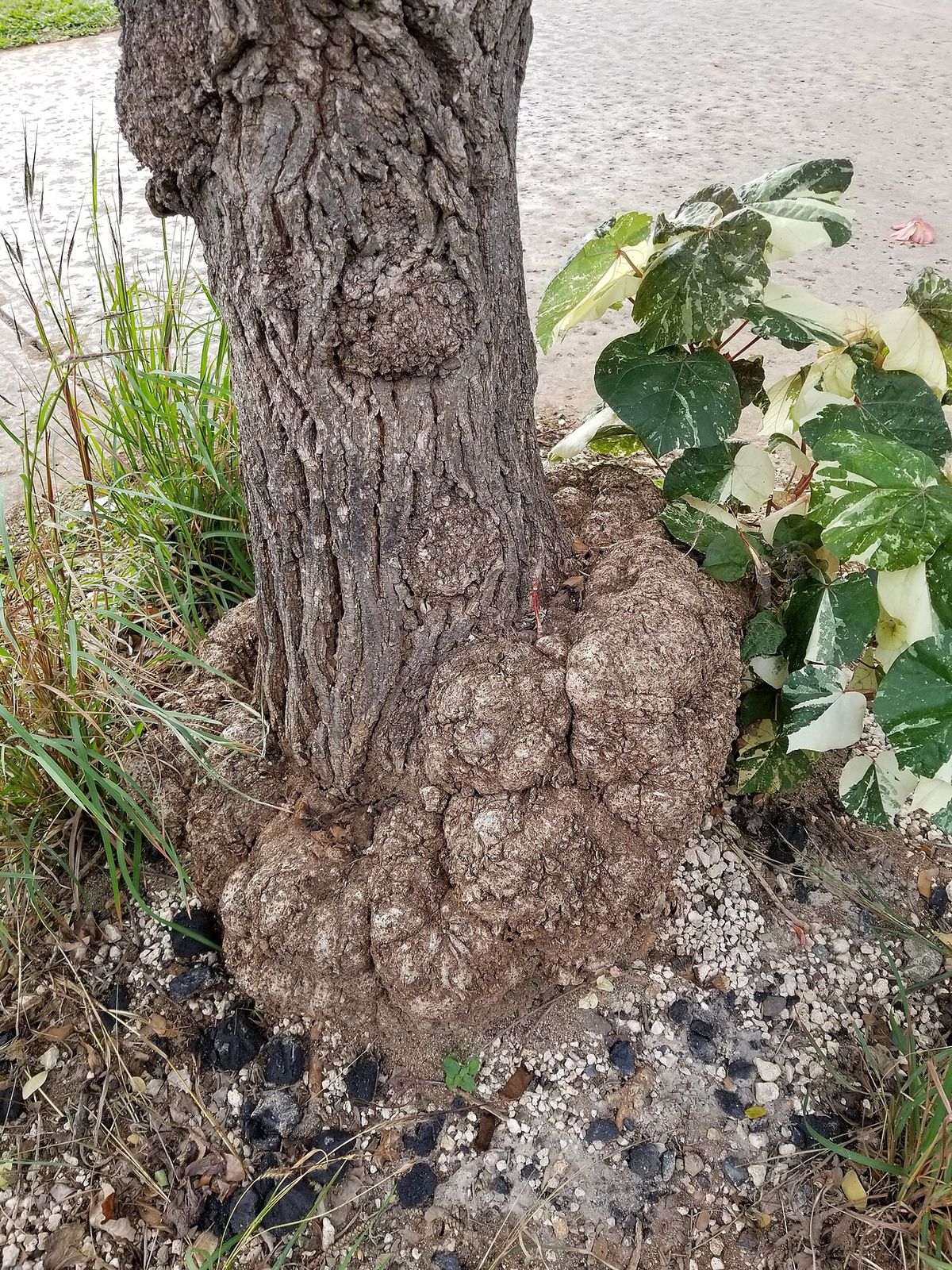 Base nudosa y llena de protuberancias de un tronco de flor de sal en la playa.
