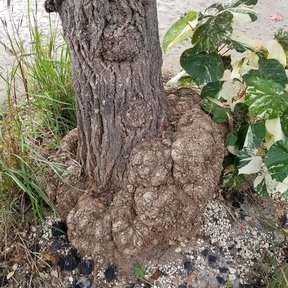 Base nudosa y llena de protuberancias de un tronco de flor de sal en la playa.