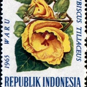 Timbre postal de Indonesia de 1965 con la flor amarilla del hibisco de playa.