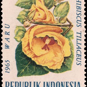 Otro ejemplar del timbre postal indonesio con la flor del hibisco de playa.
