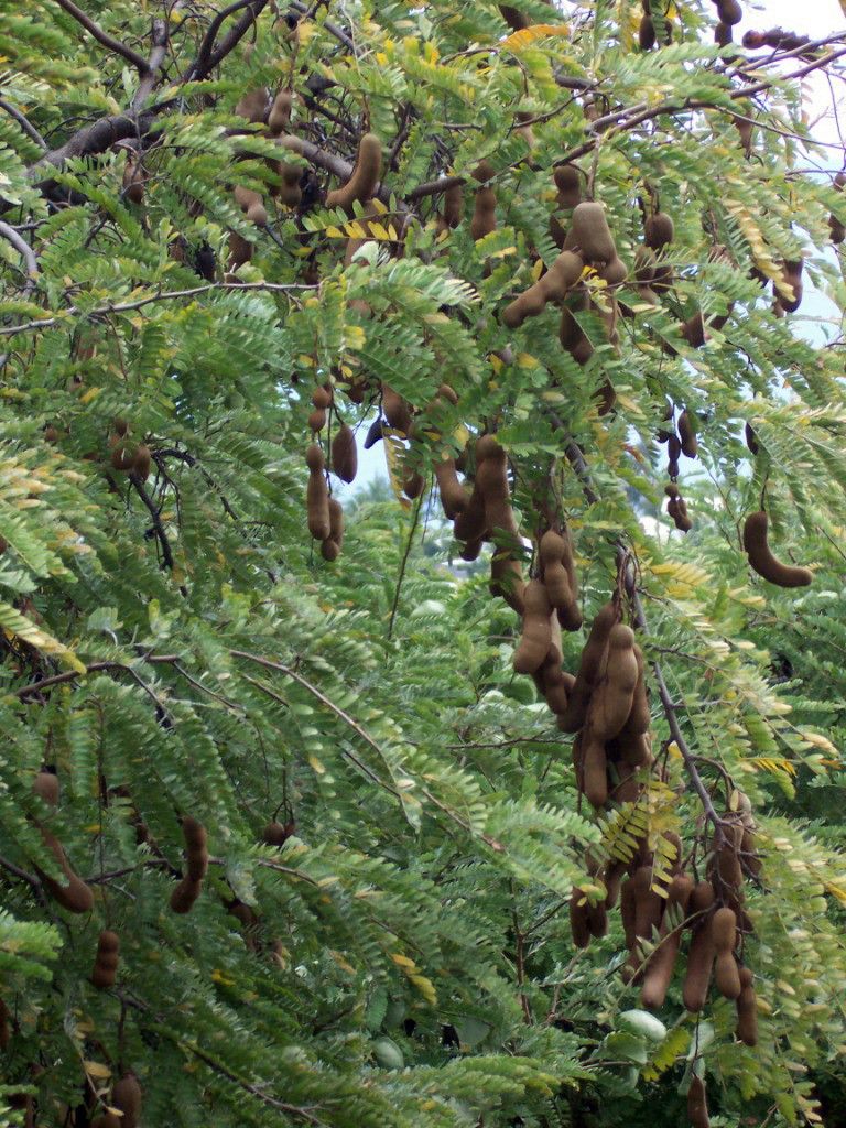Vainas pardas de tamarindo colgando entre el follaje pinnado y verde.
