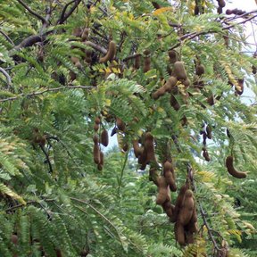 Vainas pardas de tamarindo colgando entre el follaje pinnado y verde.