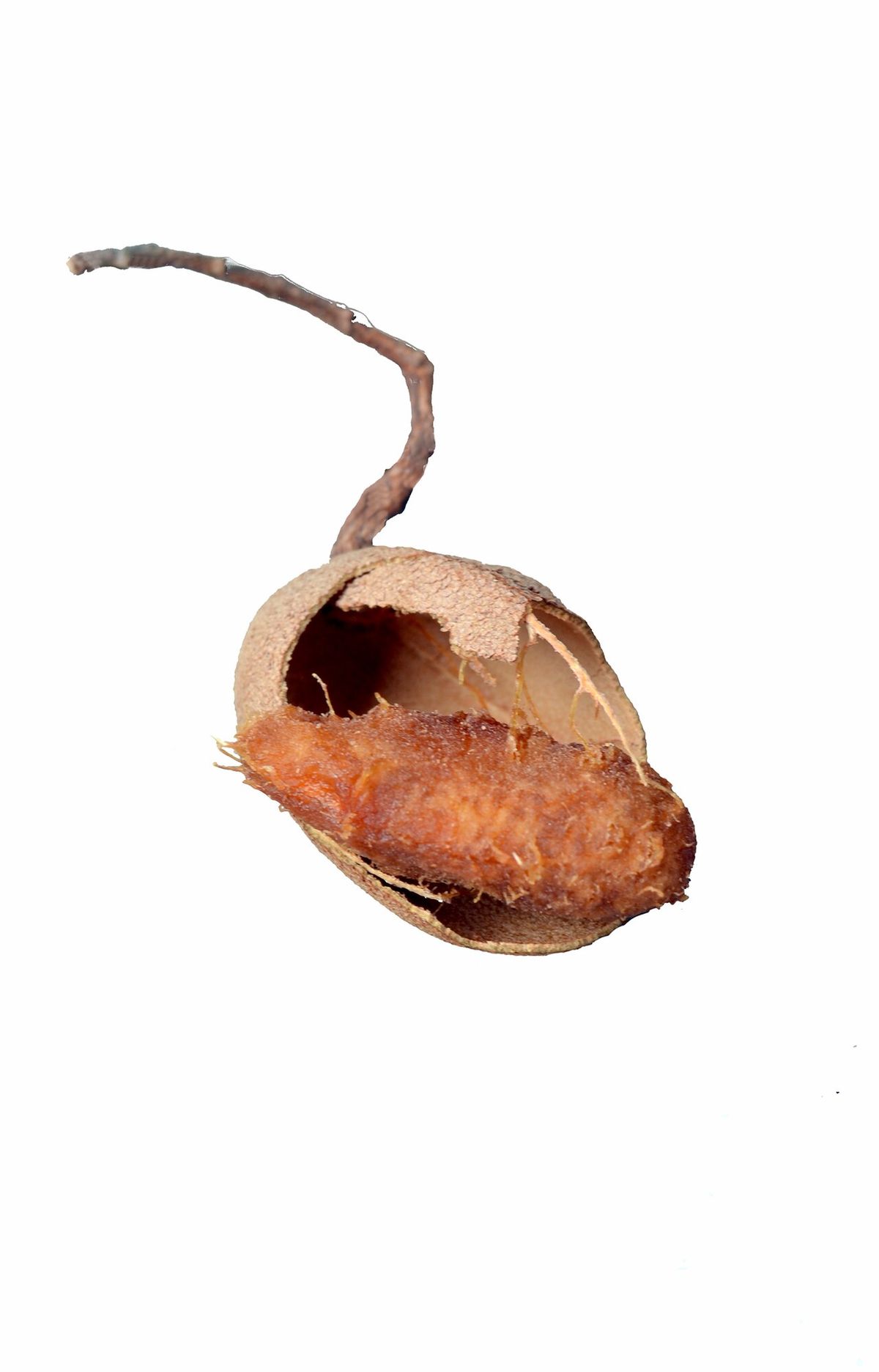 Vaina de tamarindo abierta con la pulpa a la vista, sobre fondo blanco.