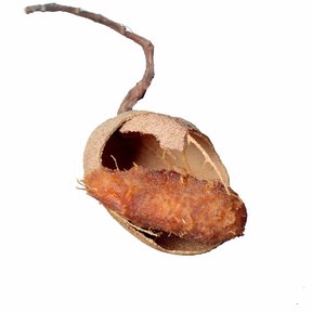 Vaina de tamarindo abierta con la pulpa a la vista, sobre fondo blanco.