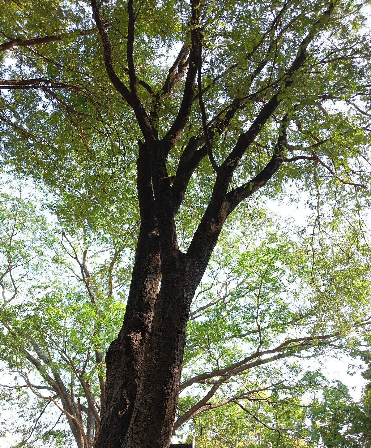 Tamarindo de tronco grueso y copa extendida visto desde el pie.