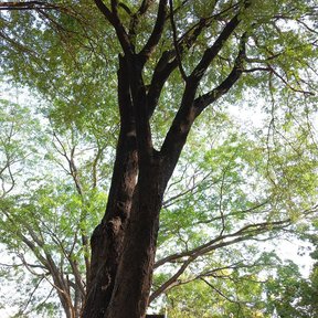 Tamarindo de tronco grueso y copa extendida visto desde el pie.