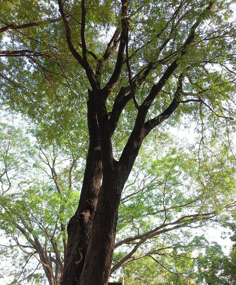 Tamarindo de tronco grueso y copa extendida visto desde el pie.