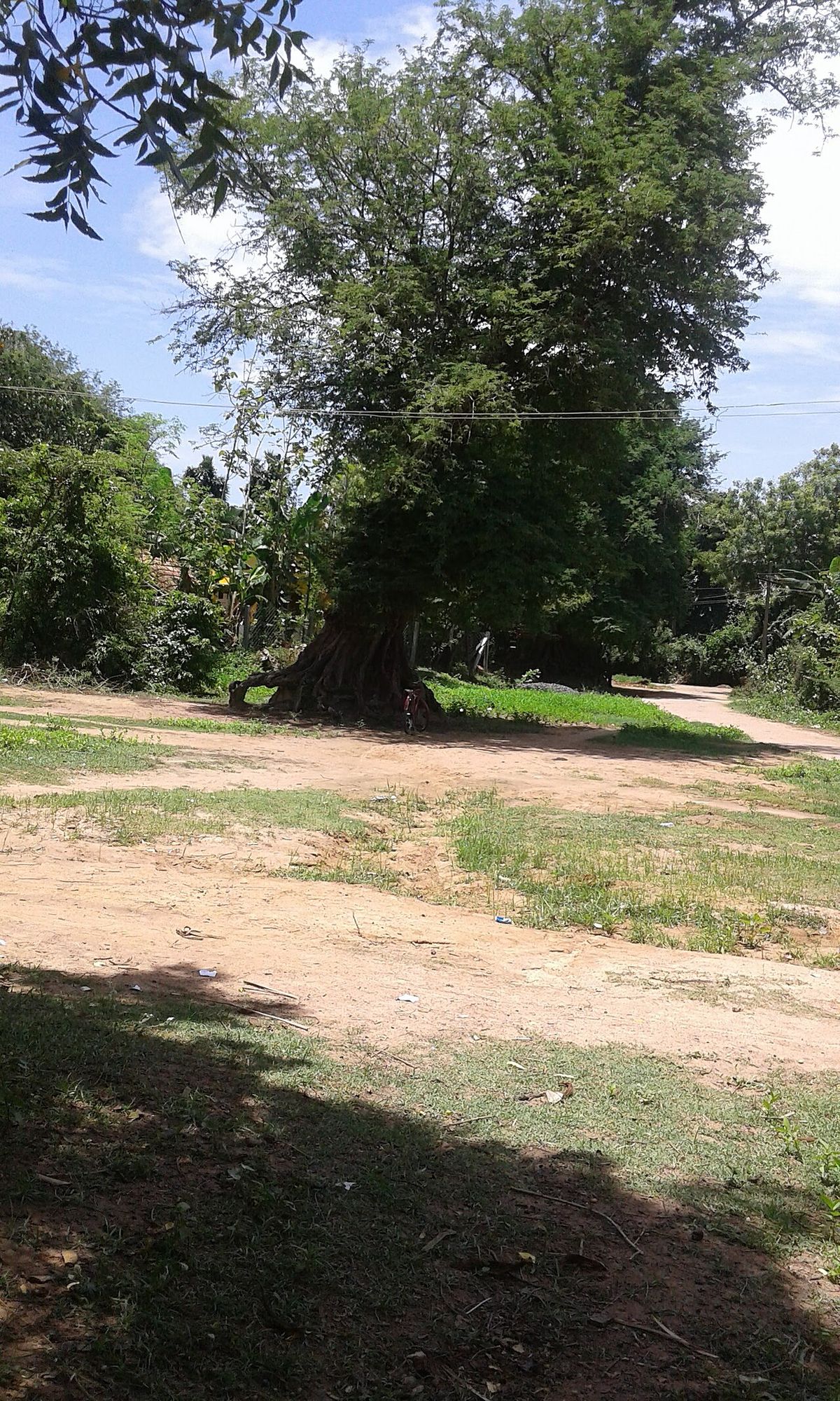 Tamarindo de copa muy ancha dando sombra sobre un llano de tierra.