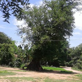 Tamarindo de copa muy ancha dando sombra sobre un llano de tierra.