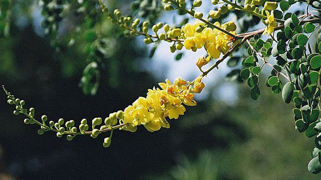 Racimo curvo de flores amarillas de palo fierro entre los folíolos redondeados.