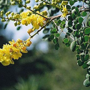 Racimo curvo de flores amarillas de palo fierro entre los folíolos redondeados.