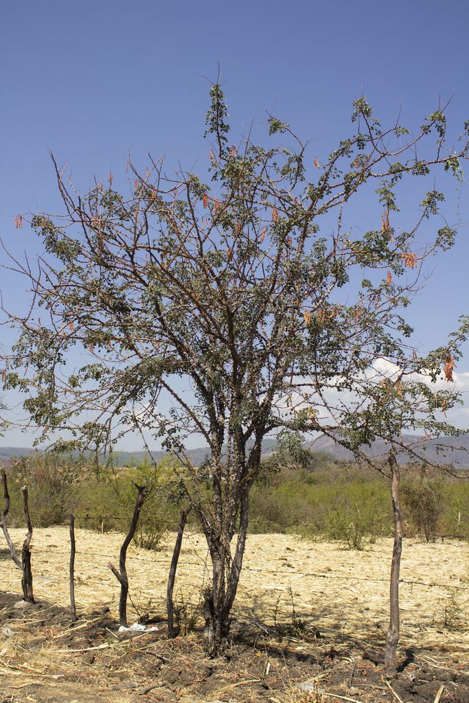 Palo fierro de copa rala y tronco corto en un llano seco, junto a un alambrado.