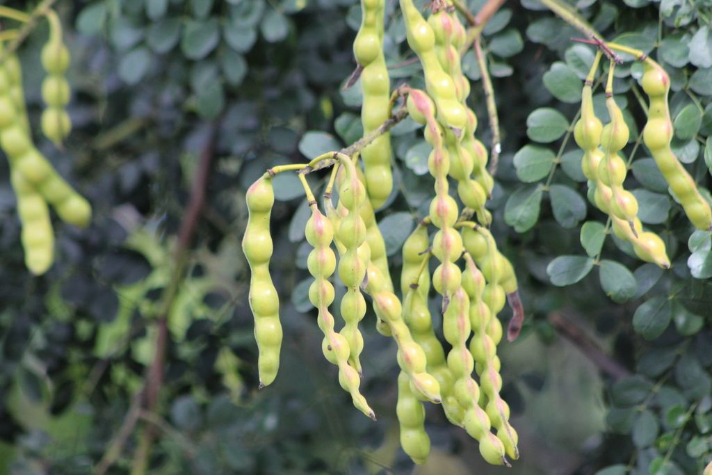 Vainas verdes de palo fierro colgando en racimo entre el follaje azuloso.