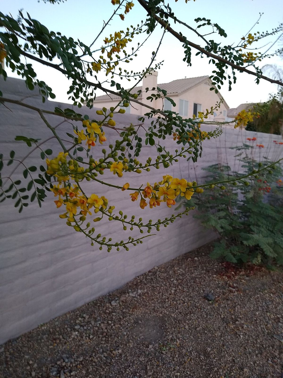 Ramas floridas de palo fierro extendidas sobre una barda, al atardecer.