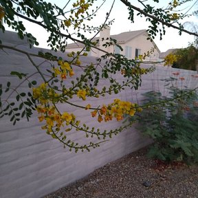 Ramas floridas de palo fierro extendidas sobre una barda, al atardecer.