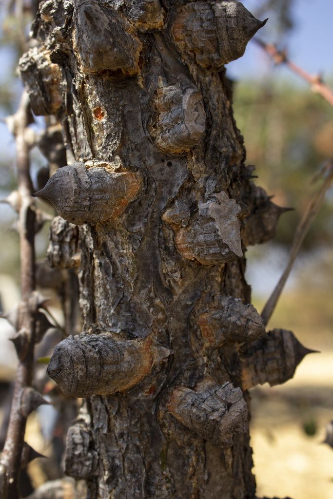 Tronco de palo fierro erizado de aguijones cónicos y leñosos.
