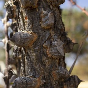 Tronco de palo fierro erizado de aguijones cónicos y leñosos.