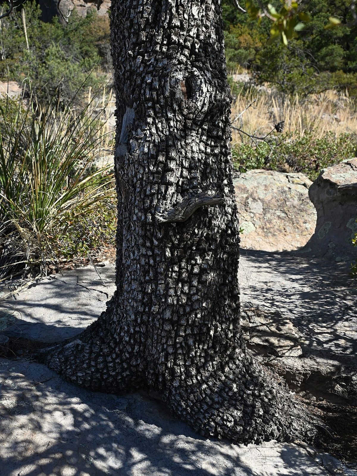 Tronco de táscate con la corteza en placas, entre rocas y hierba seca.
