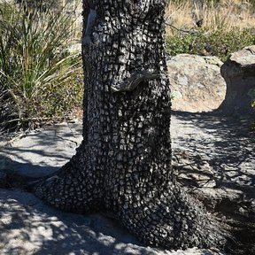 Tronco de táscate con la corteza en placas, entre rocas y hierba seca.